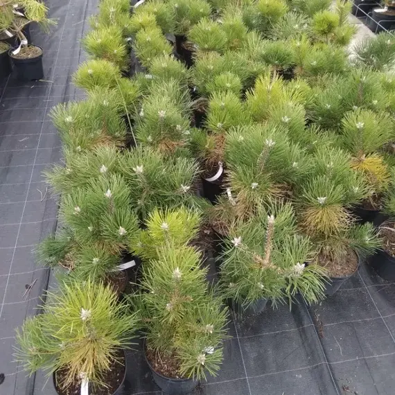 Сосна черная Хорнибрукиана, изображение 2