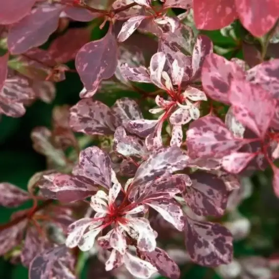 Барбарис тунберга Фламинго, изображение 2