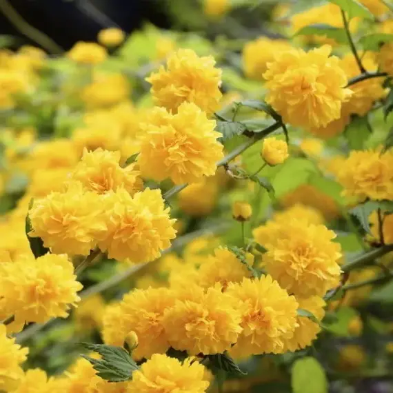 Керрия японская Пленифлора, изображение 2