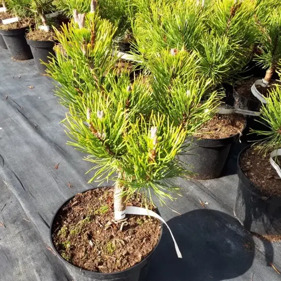 Сосна горная Десембер Голд, изображение 2