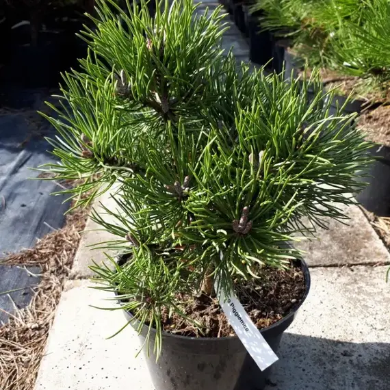 Сосна горная Пиглми, изображение 2