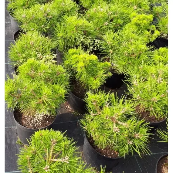 Сосна густоцветковая Лоу Глоу, изображение 2