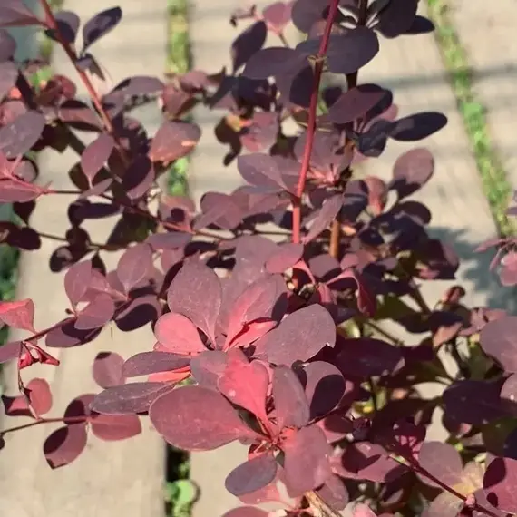 Барбарис оттавский Суперба, изображение 2