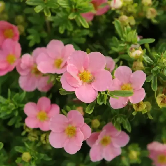 Лапчатка кустарниковая Лавли Пинк, изображение 2