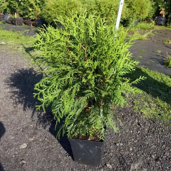 Туя западная Вудварди, изображение 2
