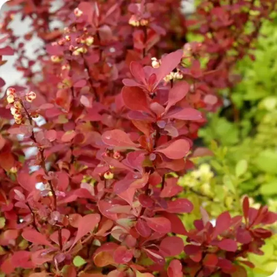 Барбарис тунберга Ред Карпет, изображение 2