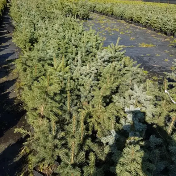 Ель колючая сизая, изображение 2