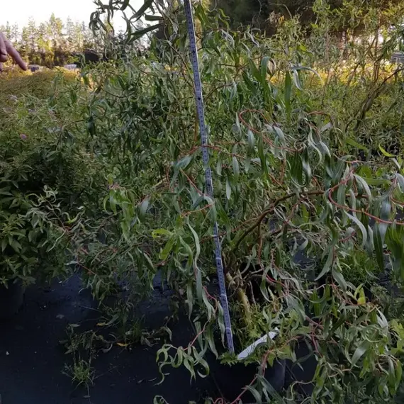 Ива матсудана Эритрофлексуоза, изображение 2