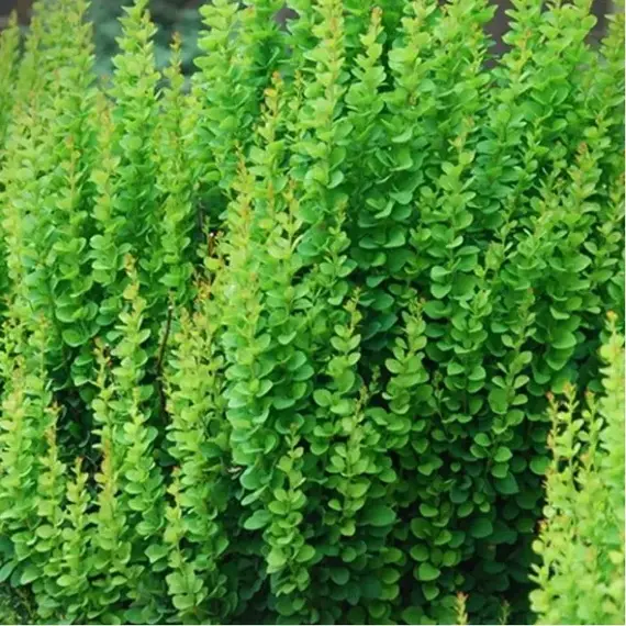 Барбарис тунберга Эректа, изображение 2