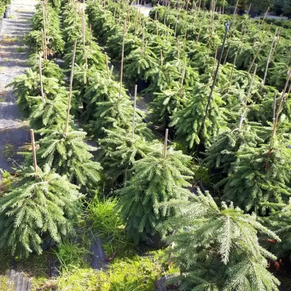 Ель обыкновенная Форманек на штамбе, изображение 2