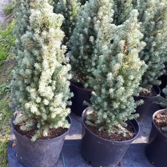 Ель сизая (канадская) Сан он де Скай, изображение 2