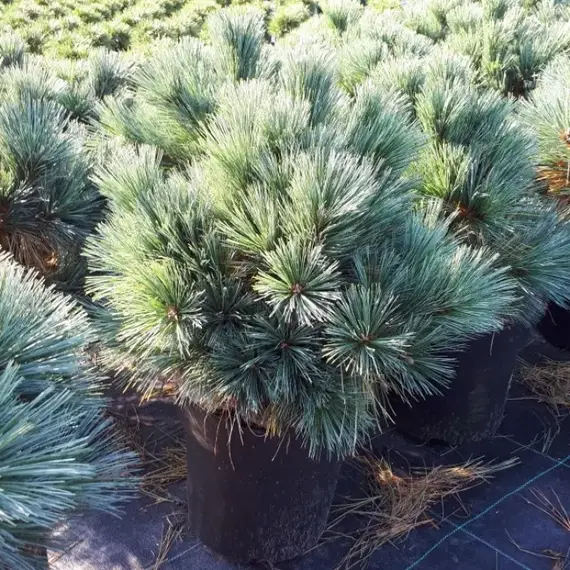 Сосна веймутова Бергманс Мини, изображение 2