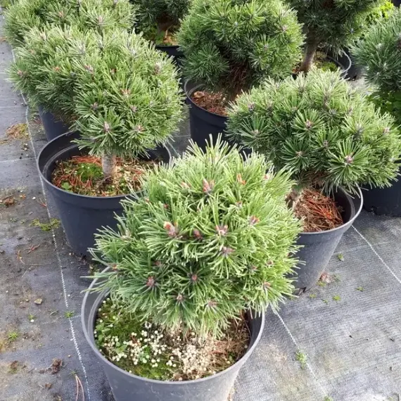 Сосна горная Бенджамин, изображение 2