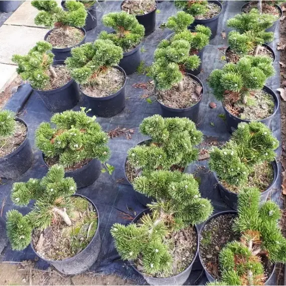 Сосна горная Якобсен на штамбе, изображение 2