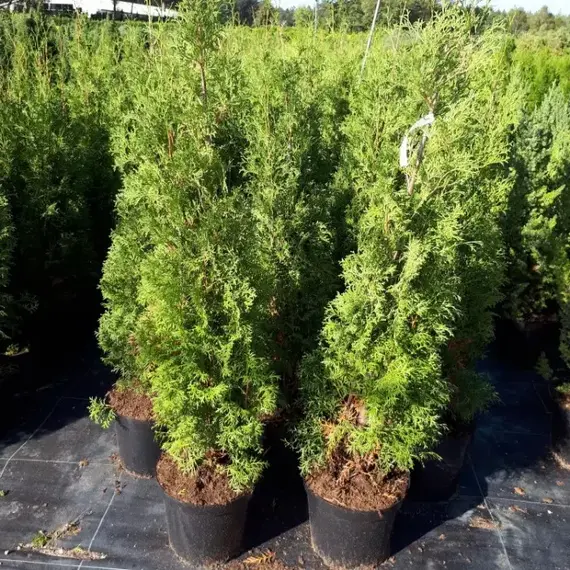 Туя западная Малоняна, изображение 2