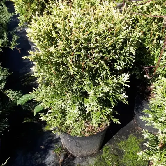 Туя западная Майнекес Цверг, изображение 2