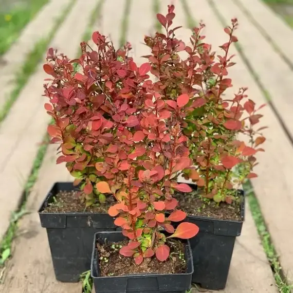 Барбарис тунберга Оранж Рокет, изображение 2