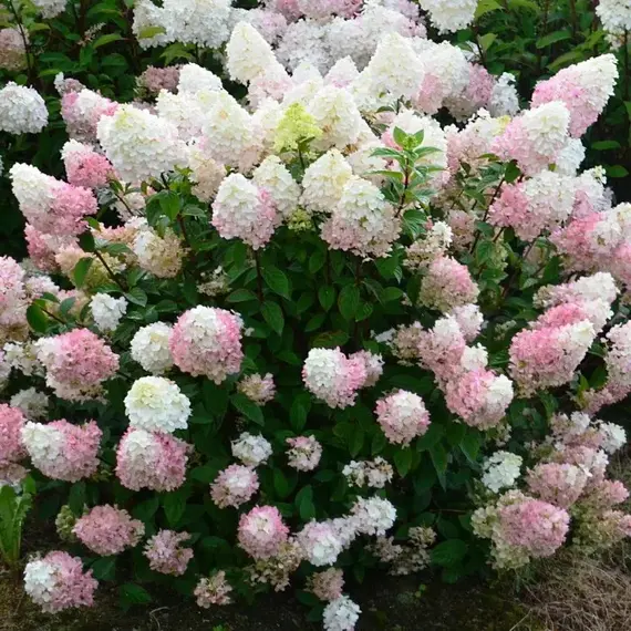 Гортензия метельчатая Сандей Фрайз, изображение 3