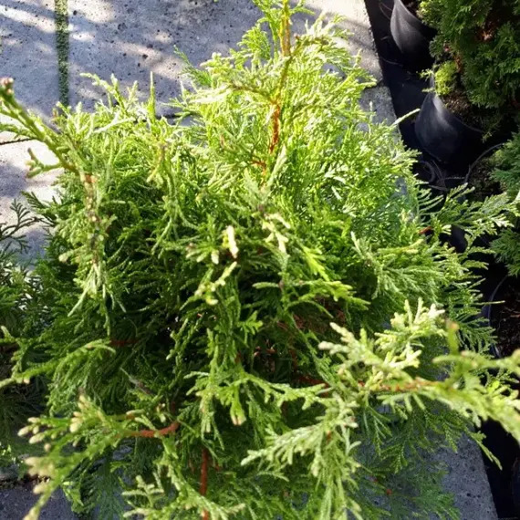 Туя западная Столвик, изображение 2