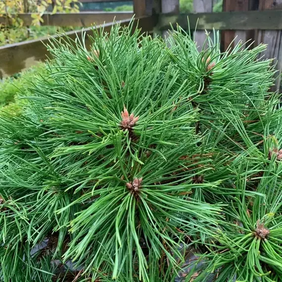 Сосна горная Варелла на штамбе, изображение 2