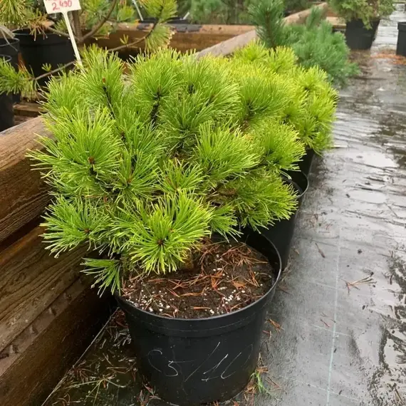 Сосна горная Карстенс Винтерголд, изображение 2