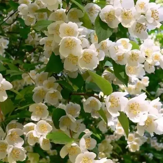 Чубушник венечный, изображение 2