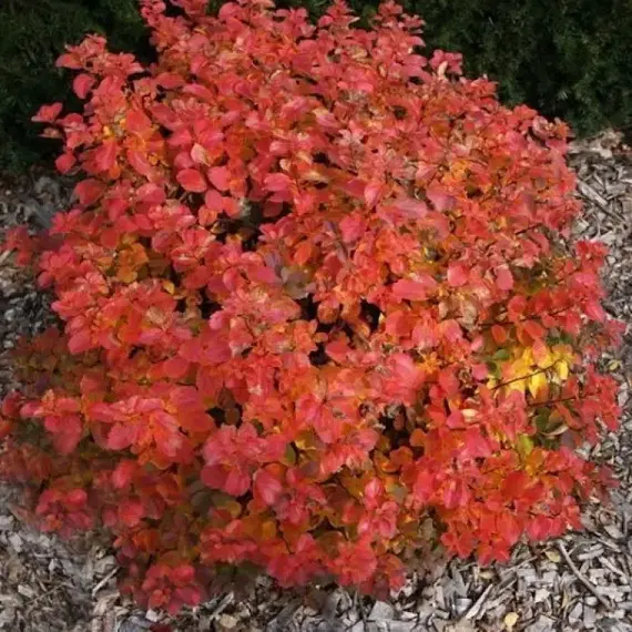 Спирея японская Файерлайт, изображение 2