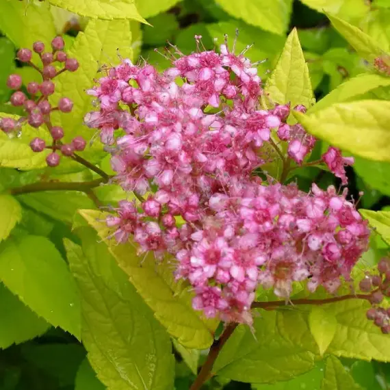 Спирея японская Голдмаунд, изображение 2