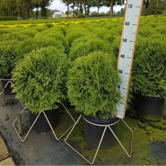 Туя западная Литл Гиант, изображение 2