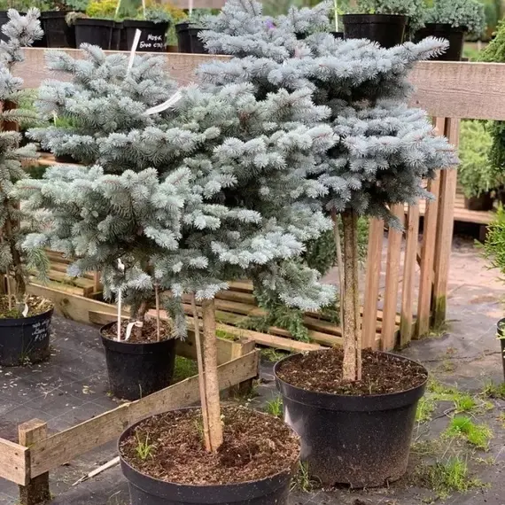 Ель колючая Глаука Глобоза на штамбе, изображение 2