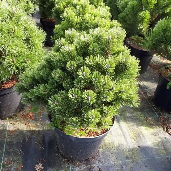 Сосна горная Мопс, изображение 2