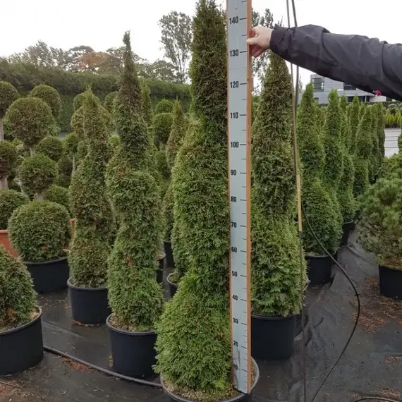 Туя западная Смарагд бонсай спираль, изображение 2