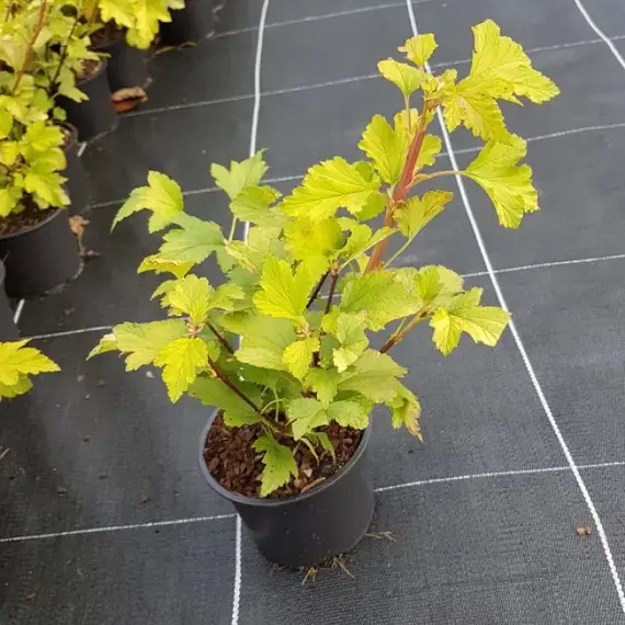 Пузыреплодник калинолистный Наггет, изображение 3