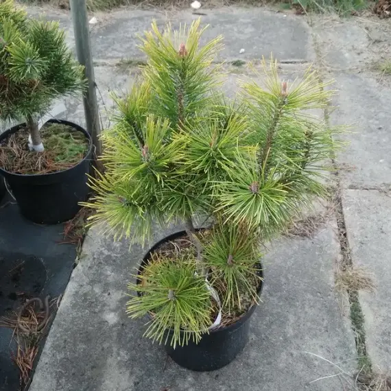 Сосна горная Голден Глоу, изображение 2