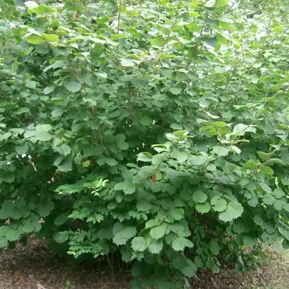 Лещина (Орешник) обыкновенная, изображение 2