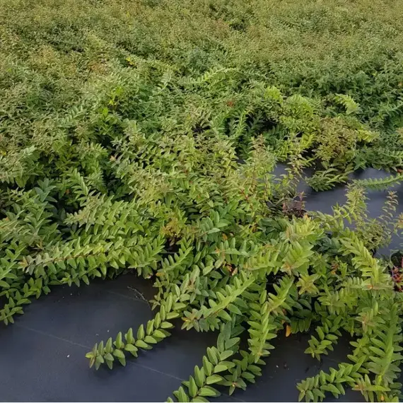 Зверобой Раскидистый Хидкот, изображение 2