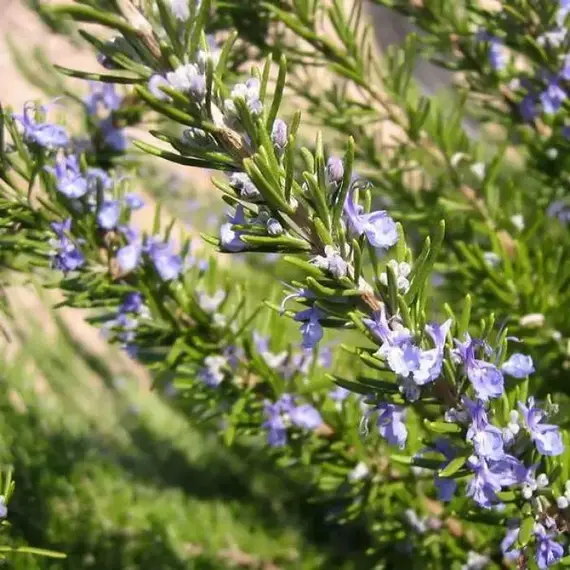 Розмарин лекарственный, изображение 2