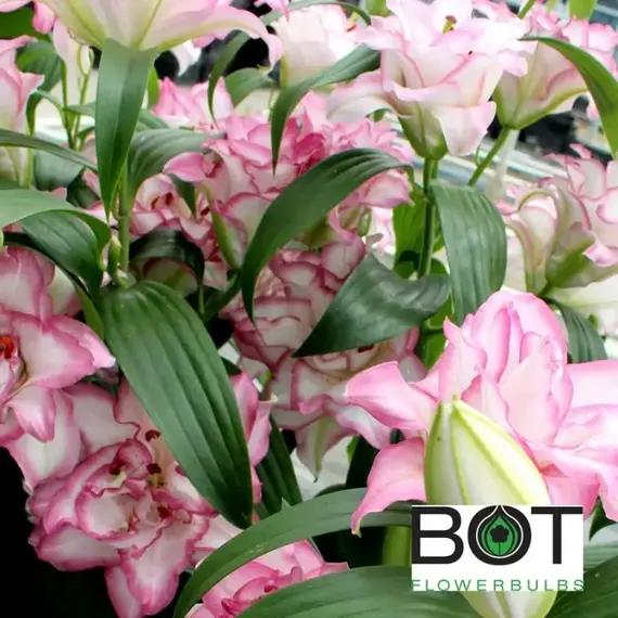 Лилия Бьюти Тренд восточная махровая, изображение 2