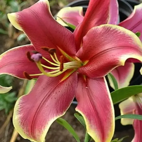 Лилия Африкан Леди ОТ-гибрид, изображение 2