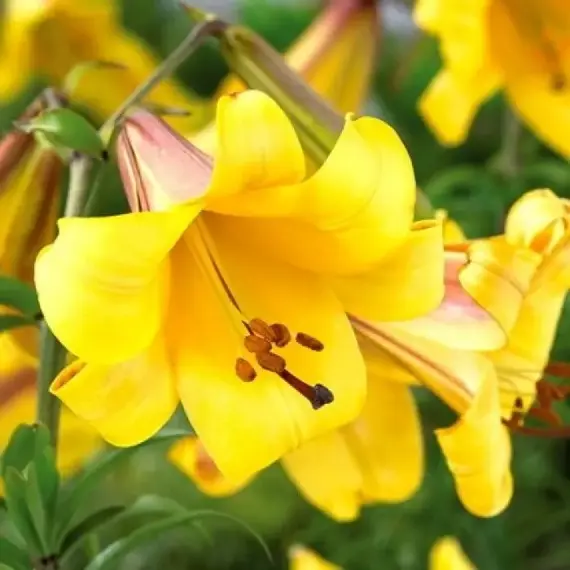 Лилия Голден Сплендор трубчатая, изображение 2