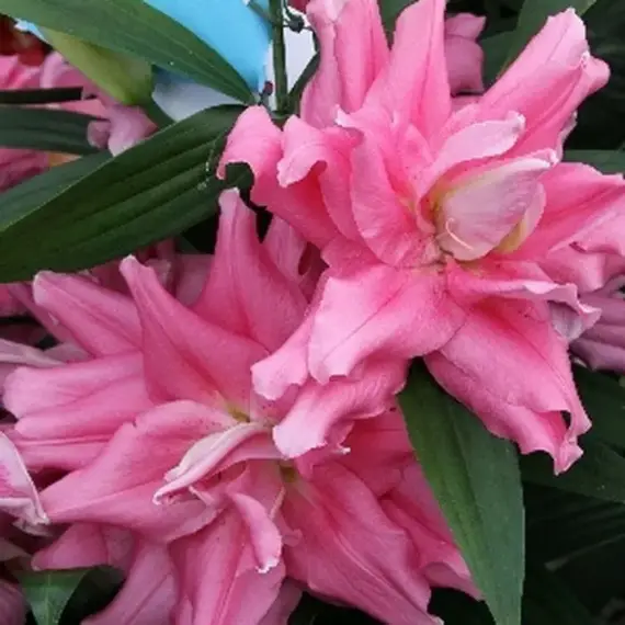 Лилия Рио Марина восточная махровая, изображение 2