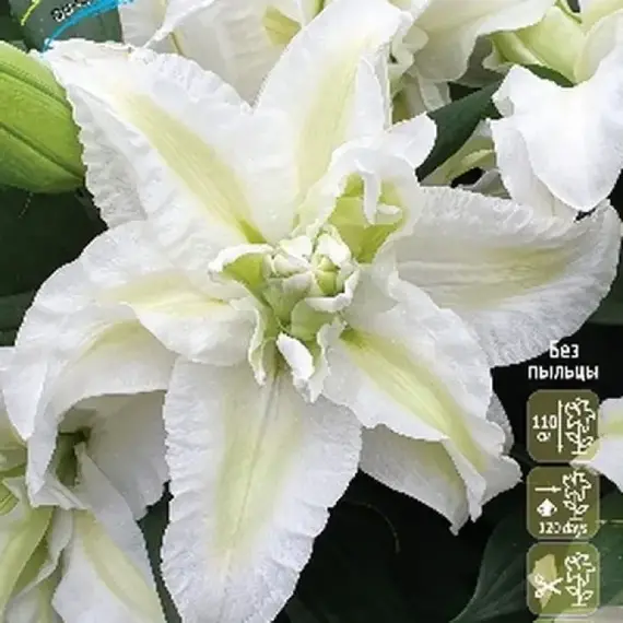 Лилия Эмпресс восточная махровая, изображение 2