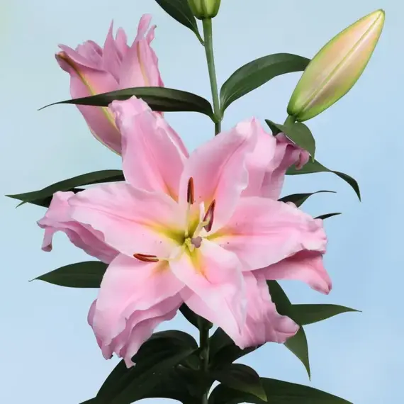 Лилия Юник восточная махровая, изображение 2