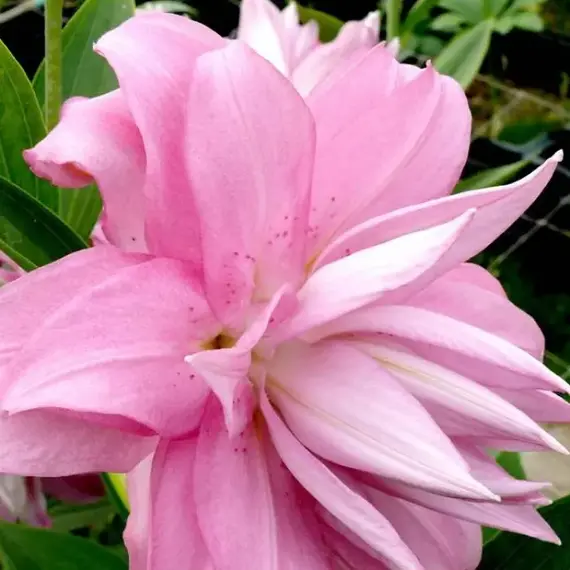 Лилия Лотус Спринг восточная махровая, изображение 2