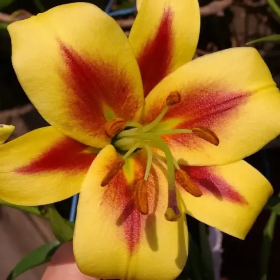 Лилия Роберт Свонсон ОТ-гибрид, изображение 2