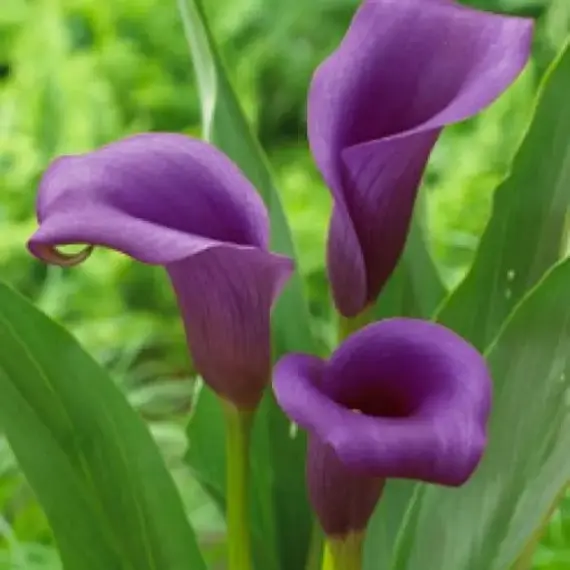 Калла Пако, изображение 2