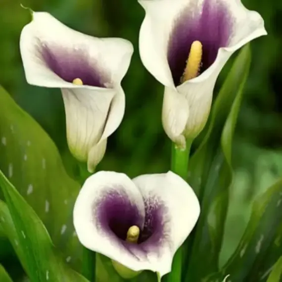 Калла Пикассо, изображение 2