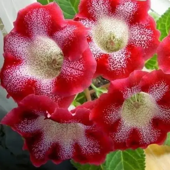 Глоксиния Тайгер Ред, изображение 2