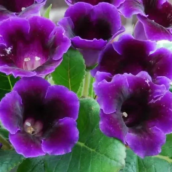 Глоксиния Виолацея, изображение 2