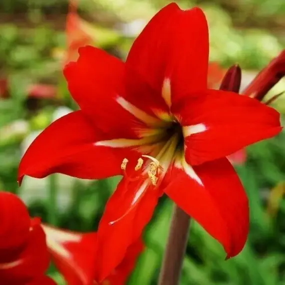 Гиппеаструм (Амариллис) Сонатини Балентино, изображение 2